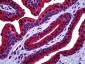 VCP Antibody (clone 4A8)